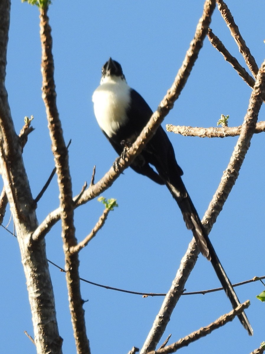 White-necked Myna - ML642096436