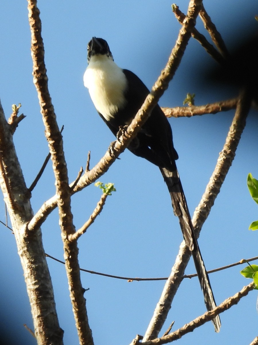 White-necked Myna - ML642096437