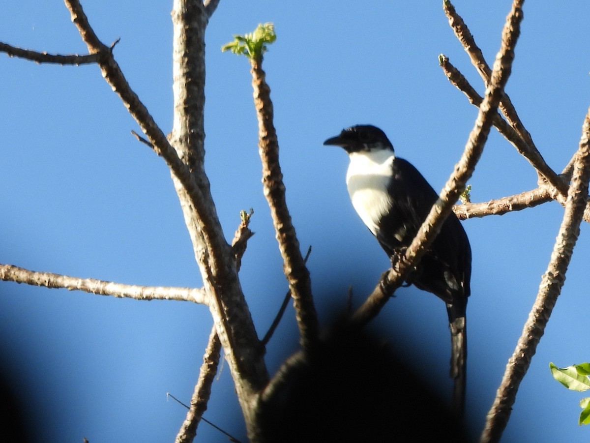 White-necked Myna - ML642096438
