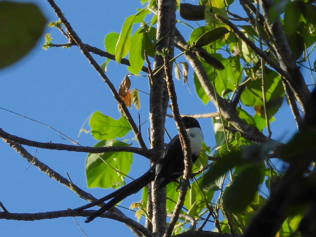White-necked Myna - ML642096439