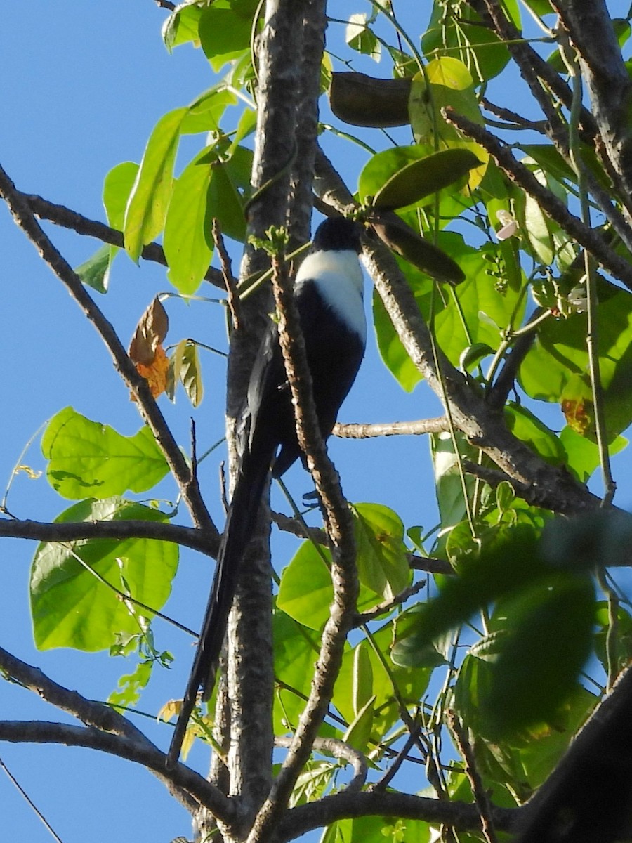 White-necked Myna - ML642096440