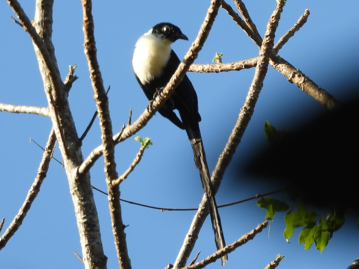 White-necked Myna - ML642096441