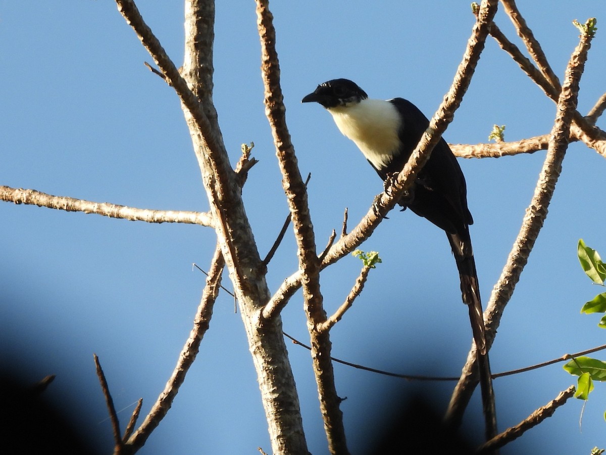White-necked Myna - ML642096442
