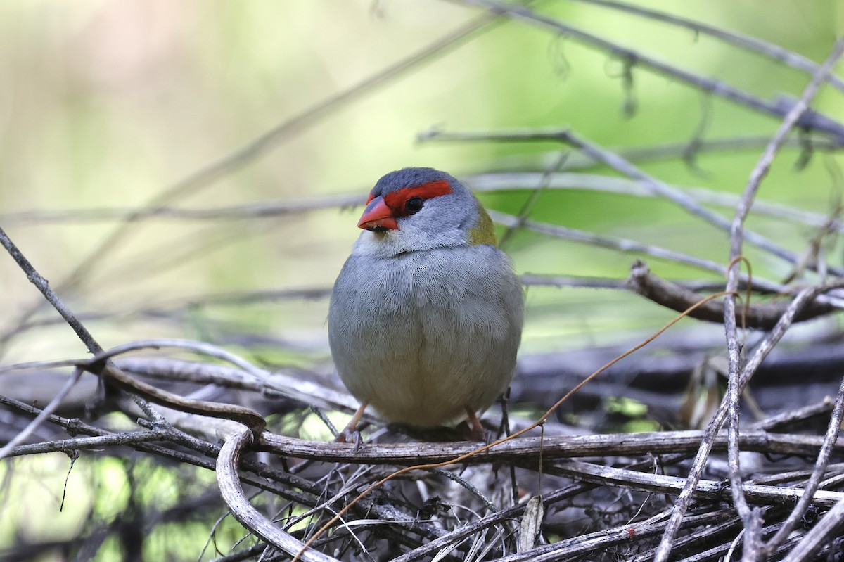 Red-browed Firetail - ML642096445