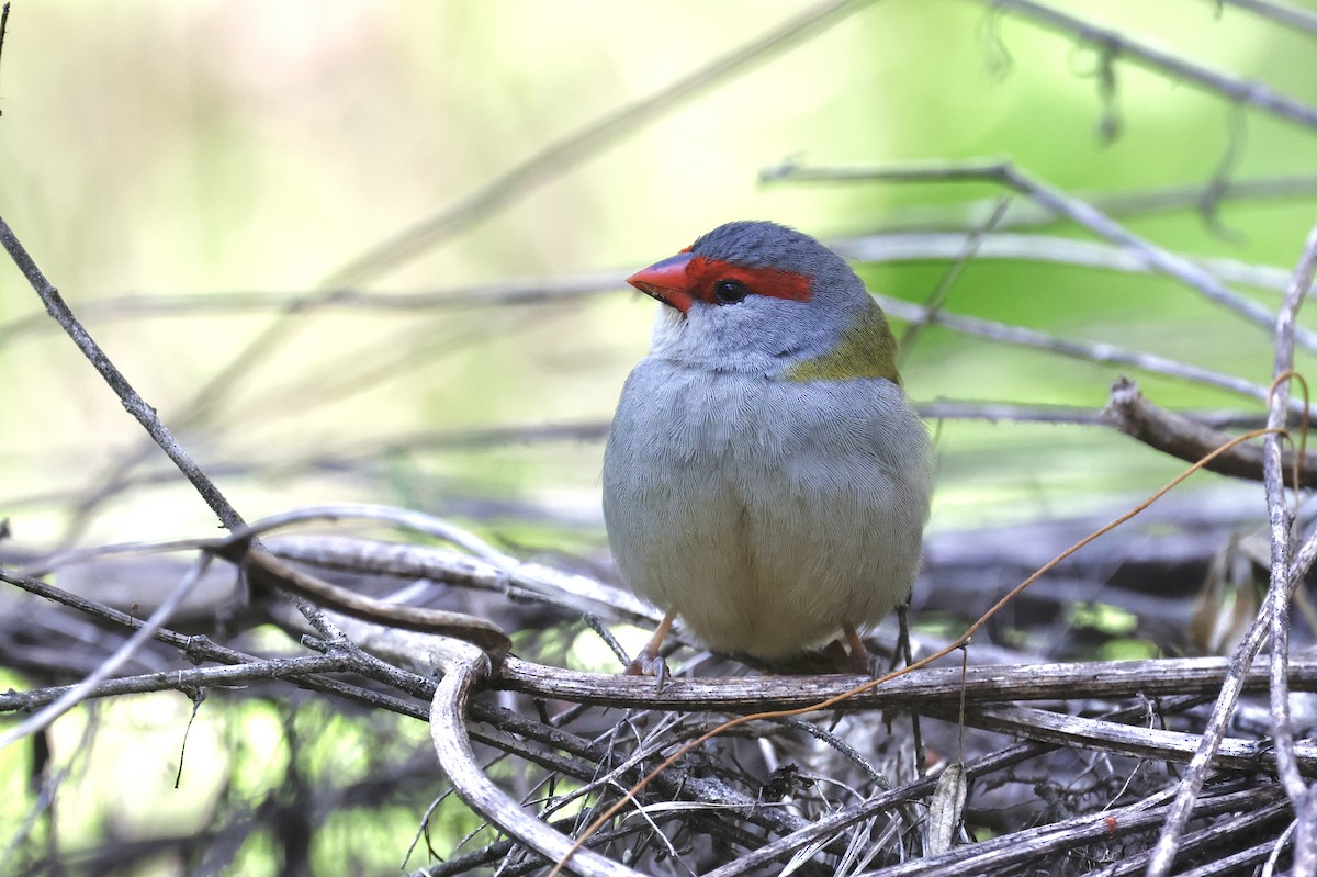 Red-browed Firetail - ML642096446