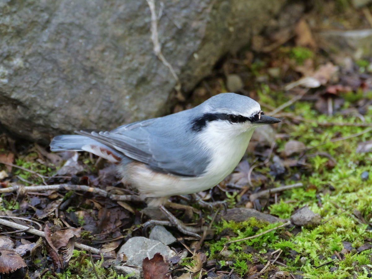 Eurasian Nuthatch - ML642096449