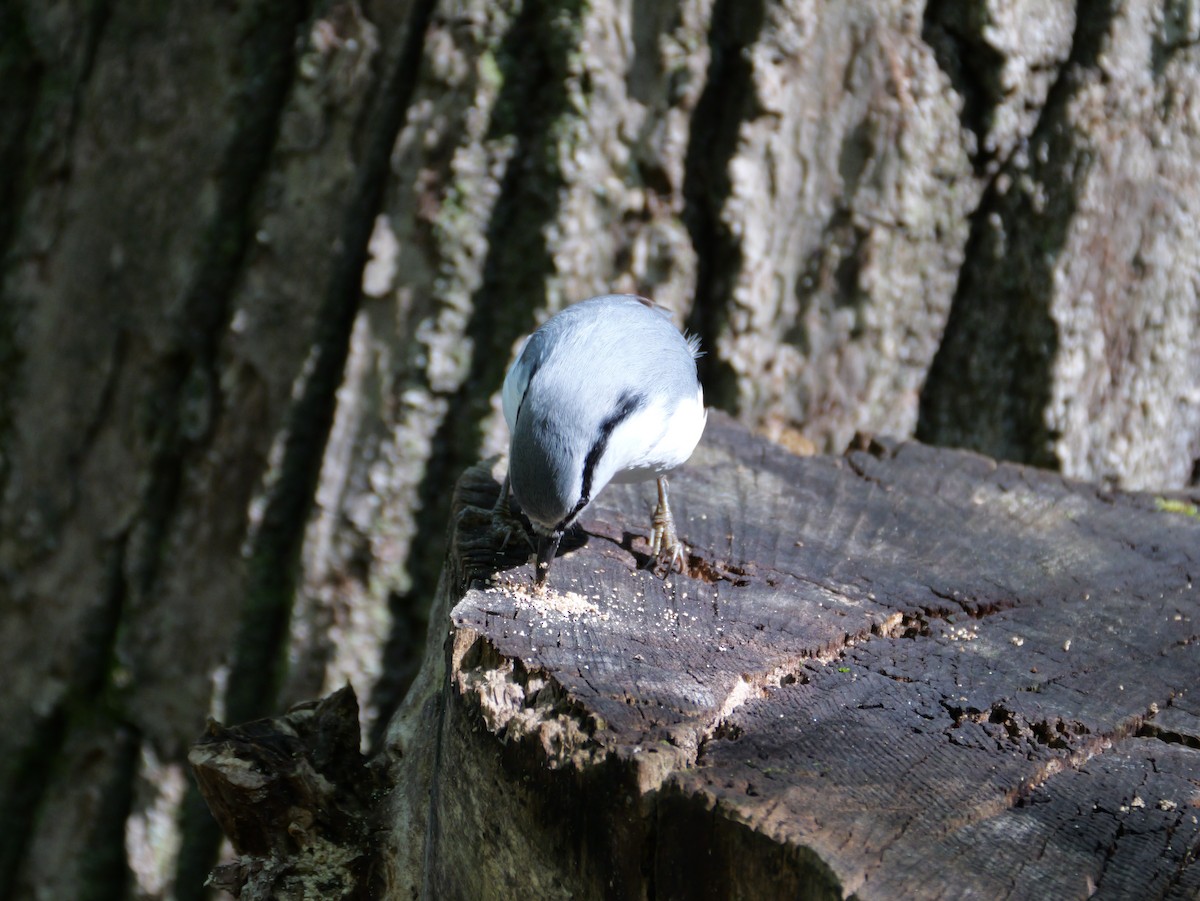 Eurasian Nuthatch - ML642096450