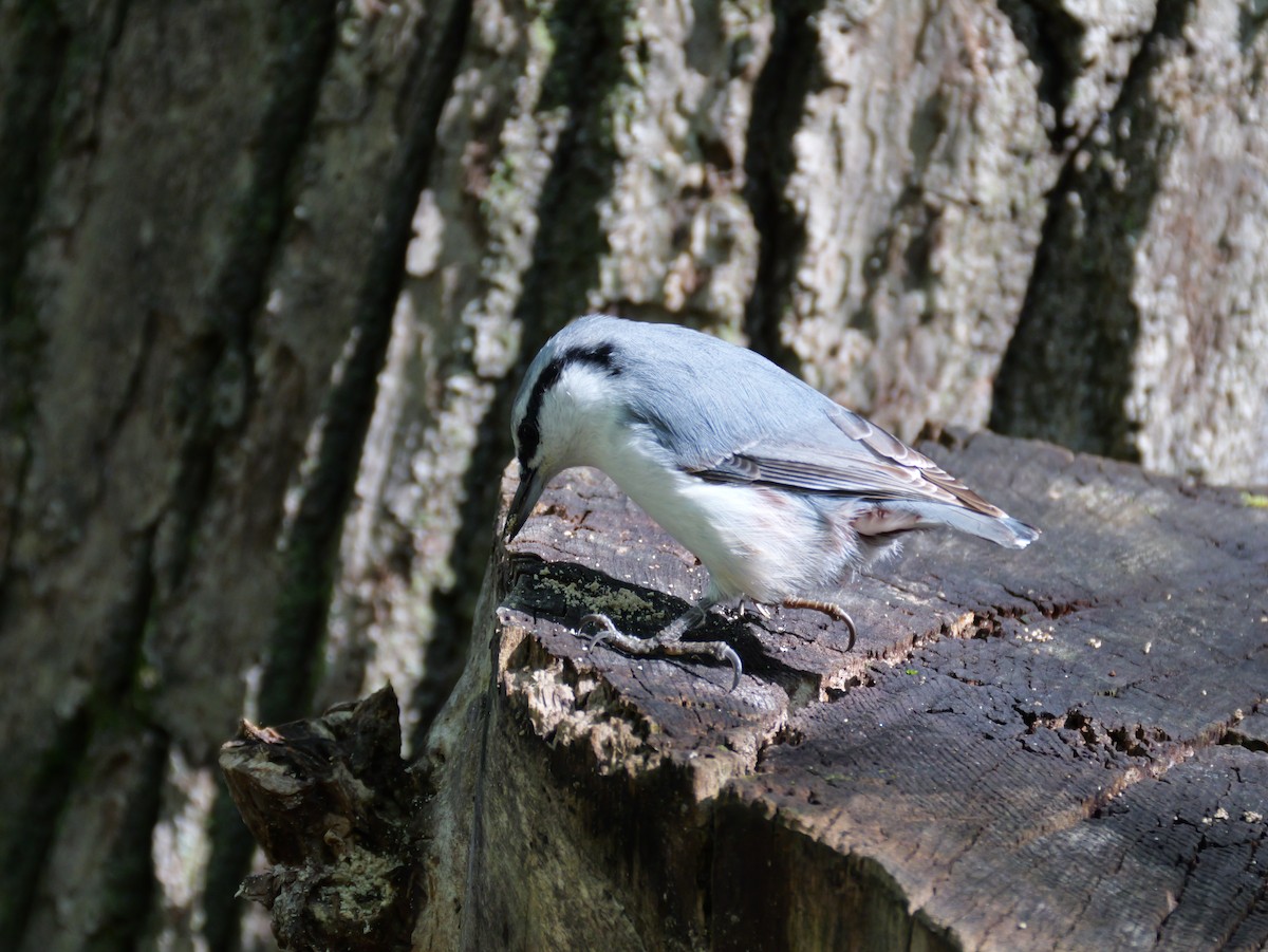 Eurasian Nuthatch - ML642096451