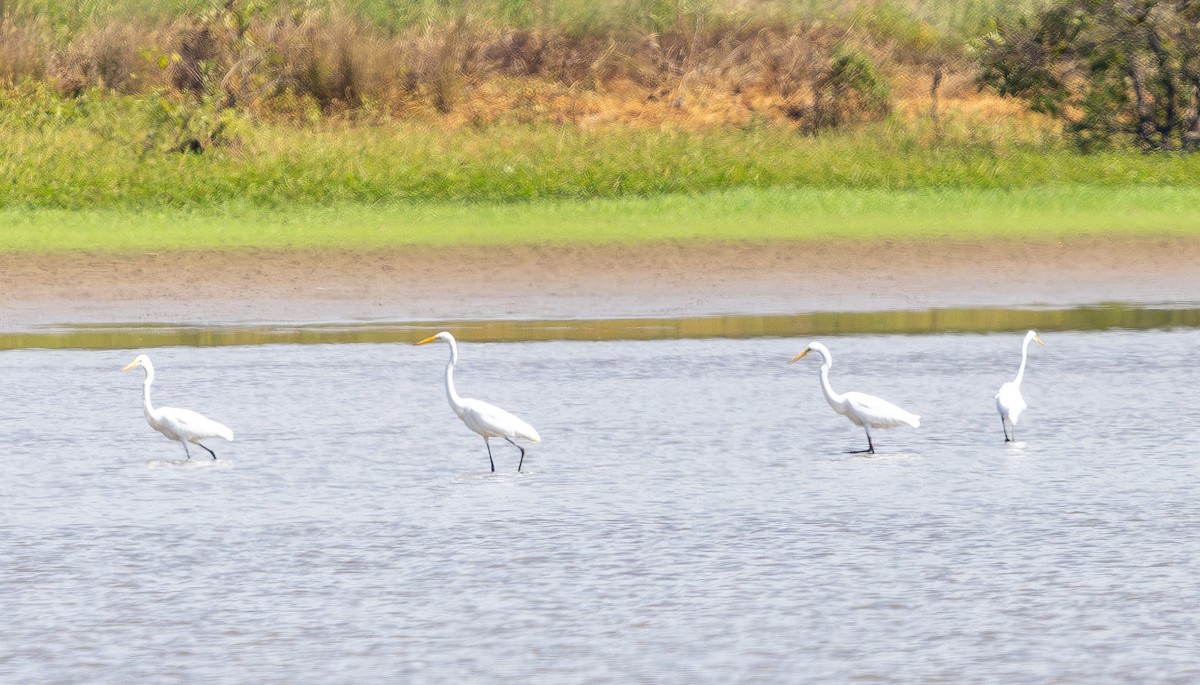 Great Egret - ML642096453