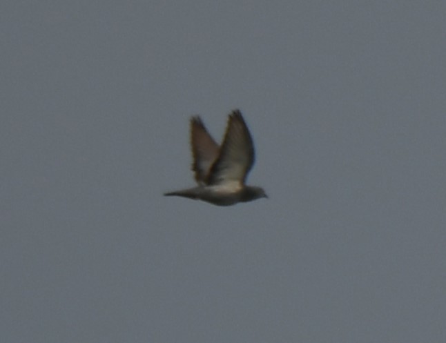 Rock Pigeon (Feral Pigeon) - ML642096454