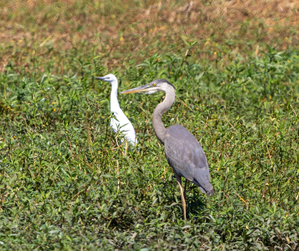 Great Blue Heron - ML642096457