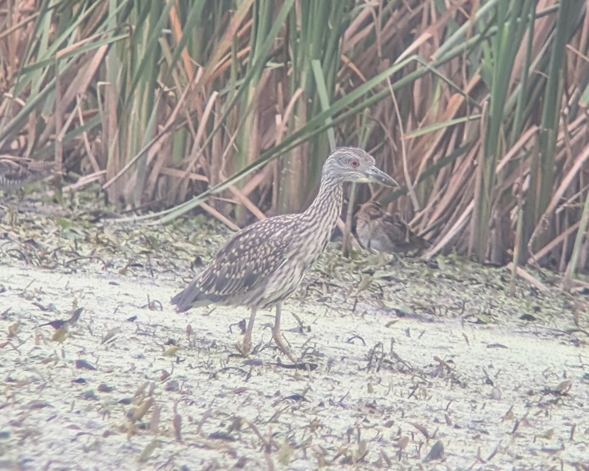 Yellow-crowned Night Heron - ML642096463