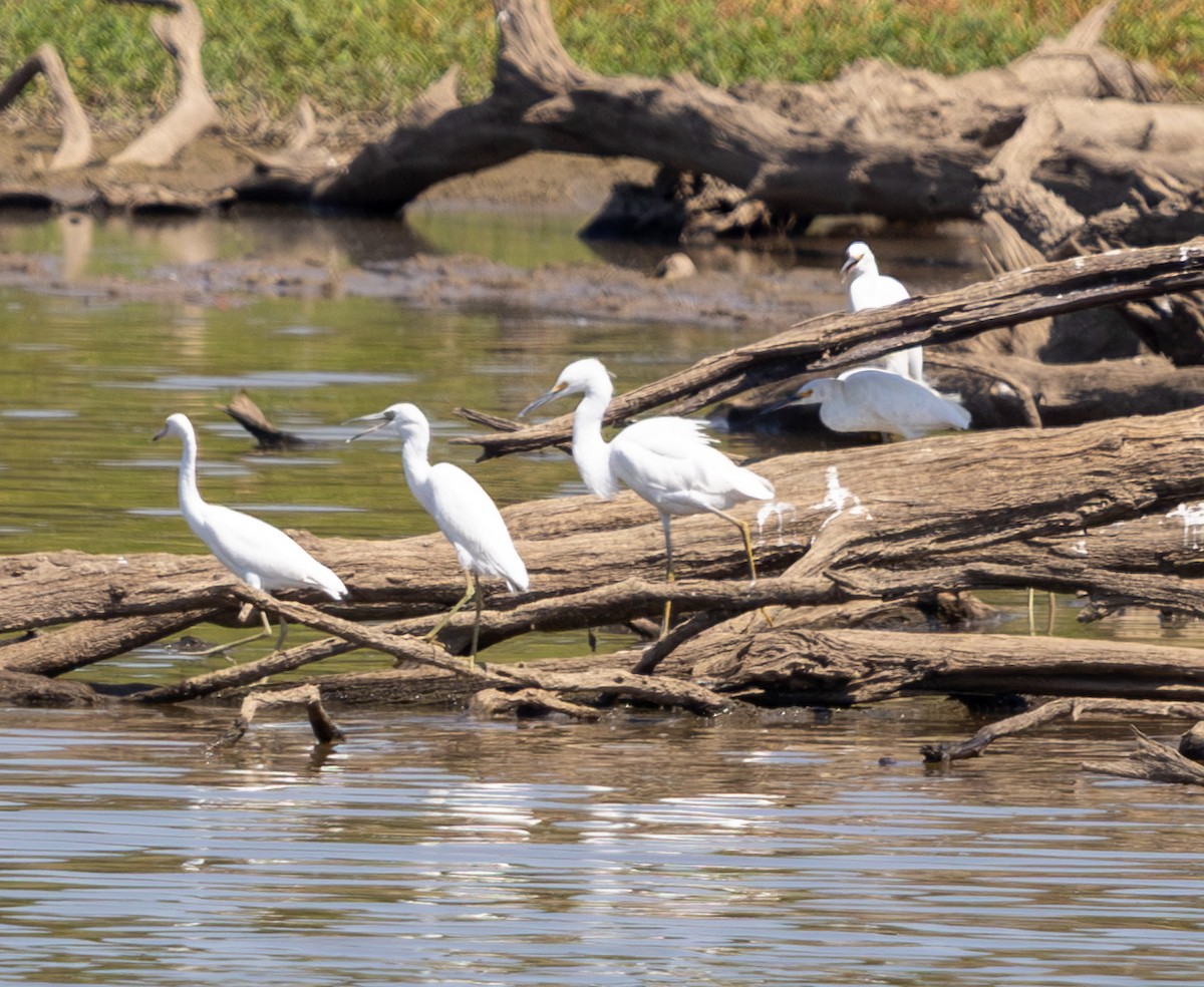Little Blue Heron - ML642096470