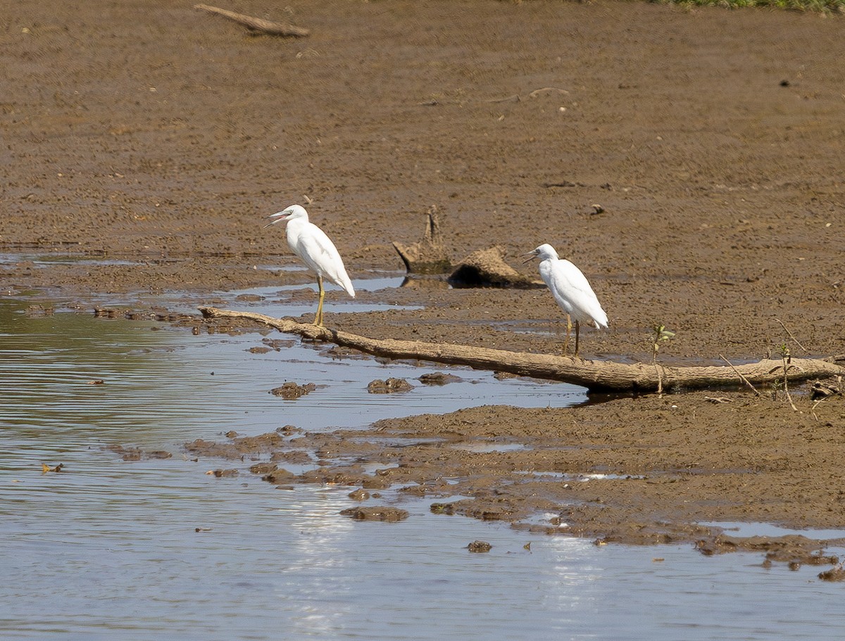 Little Blue Heron - ML642096473