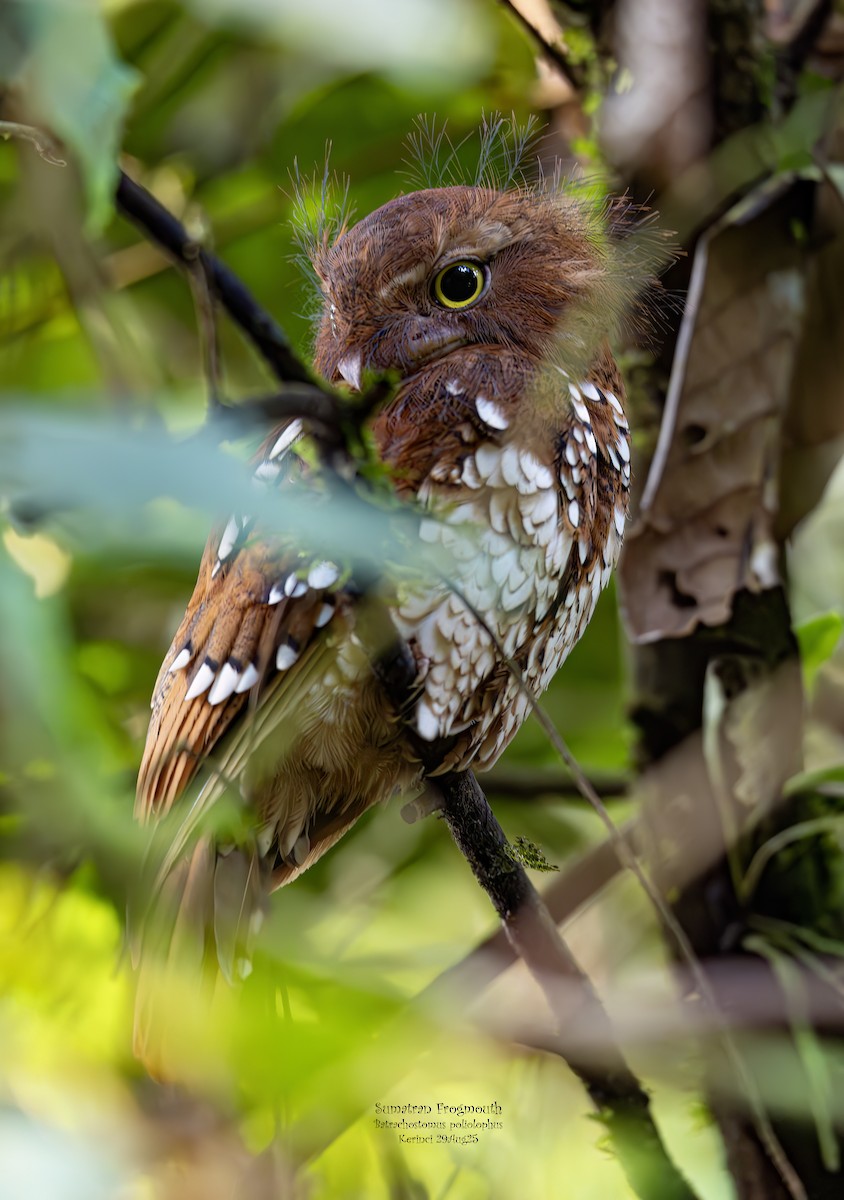 Sumatran Frogmouth - ML642096480