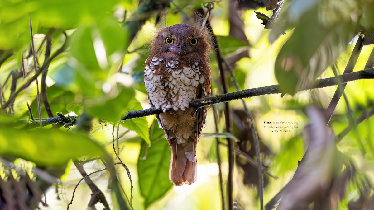 Sumatran Frogmouth - ML642096481