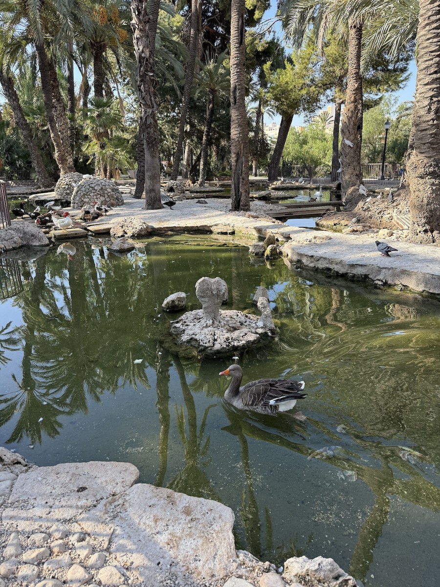 Oie cendrée (forme domestique) - ML642096484