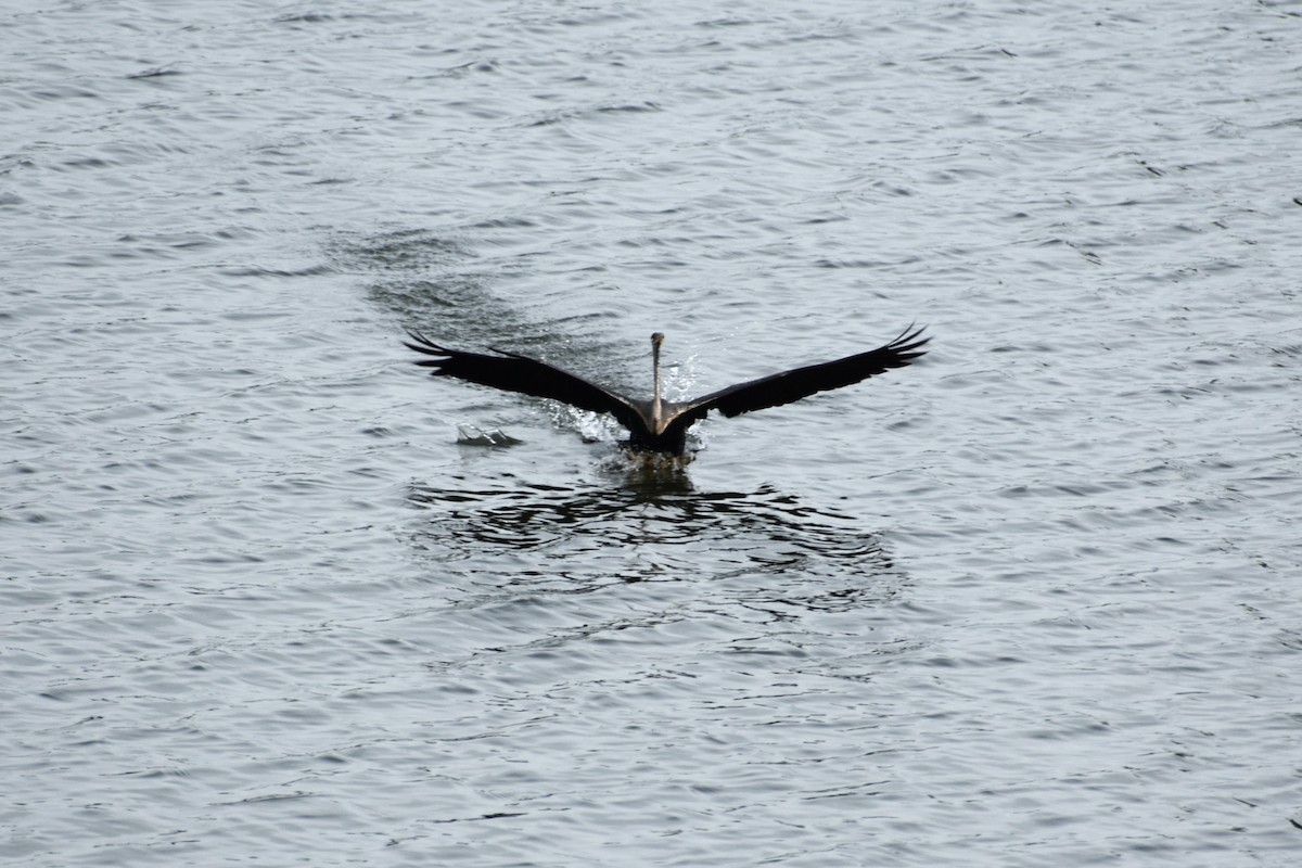 Anhinga roux - ML642096486