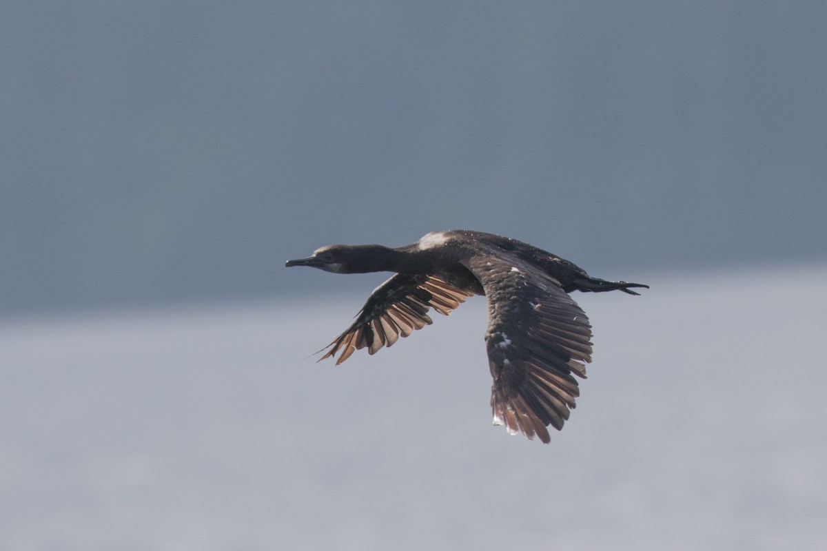 Brandt's Cormorant - Steve Kelling