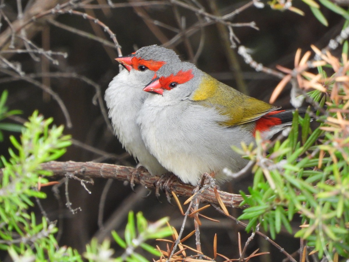 Red-browed Firetail - ML642096526