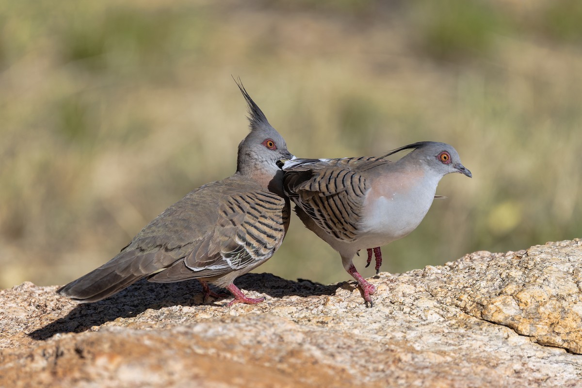 Crested Pigeon - ML642096550
