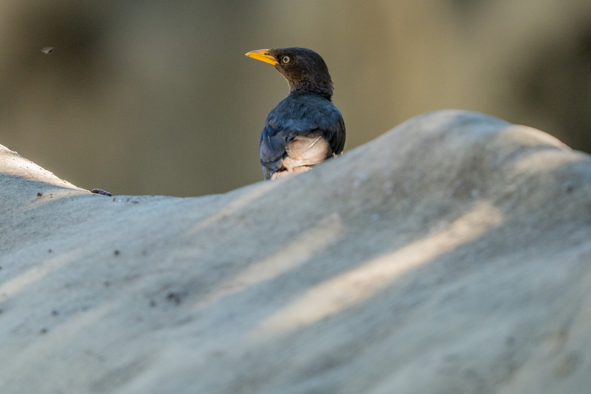 Javan Myna - ML642096554