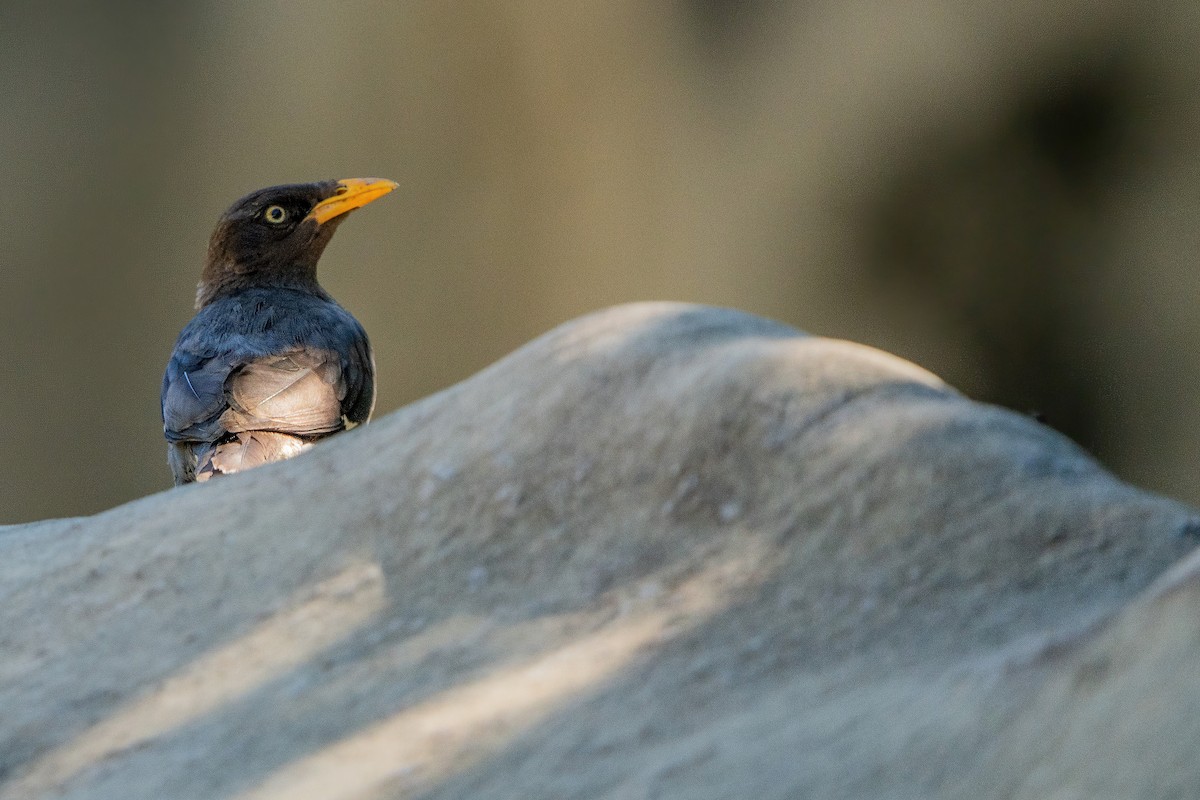 Javan Myna - ML642096555