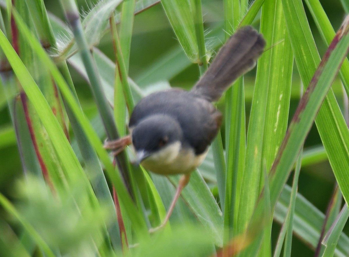 Ashy Prinia - ML642096557