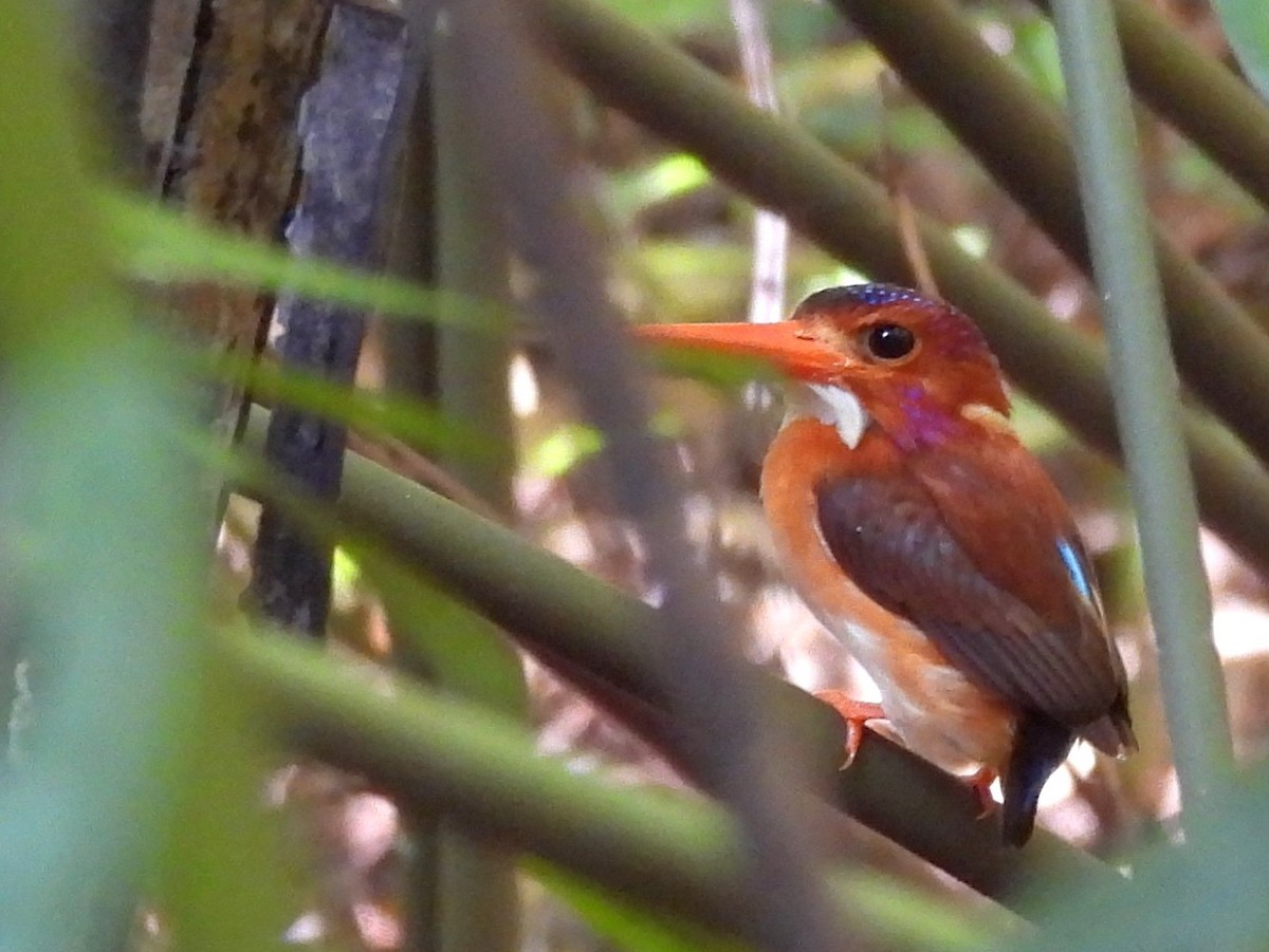 Sulawesi Dwarf-Kingfisher - ML642096562