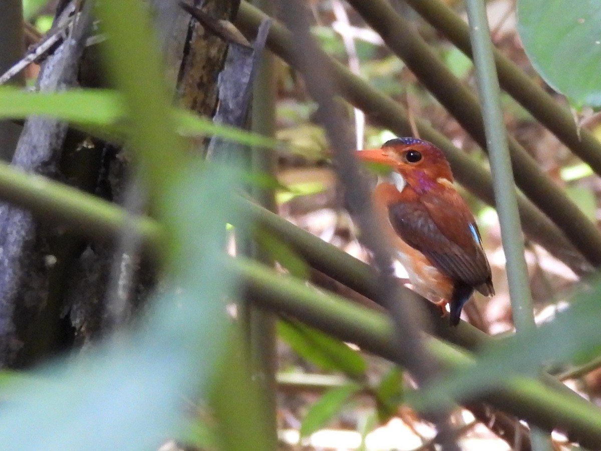 Sulawesi Dwarf-Kingfisher - ML642096563