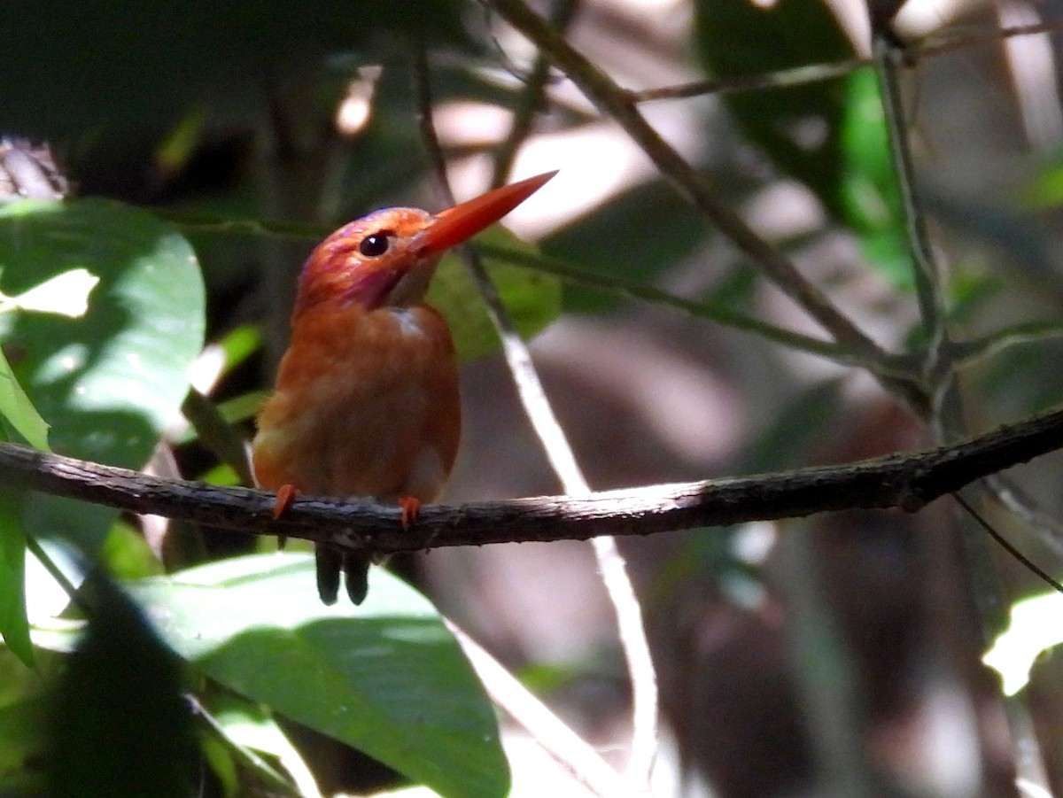 Sulawesi Dwarf-Kingfisher - ML642096564