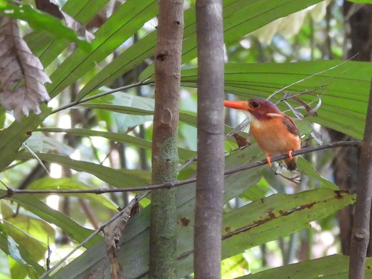 Sulawesi Dwarf-Kingfisher - ML642096565