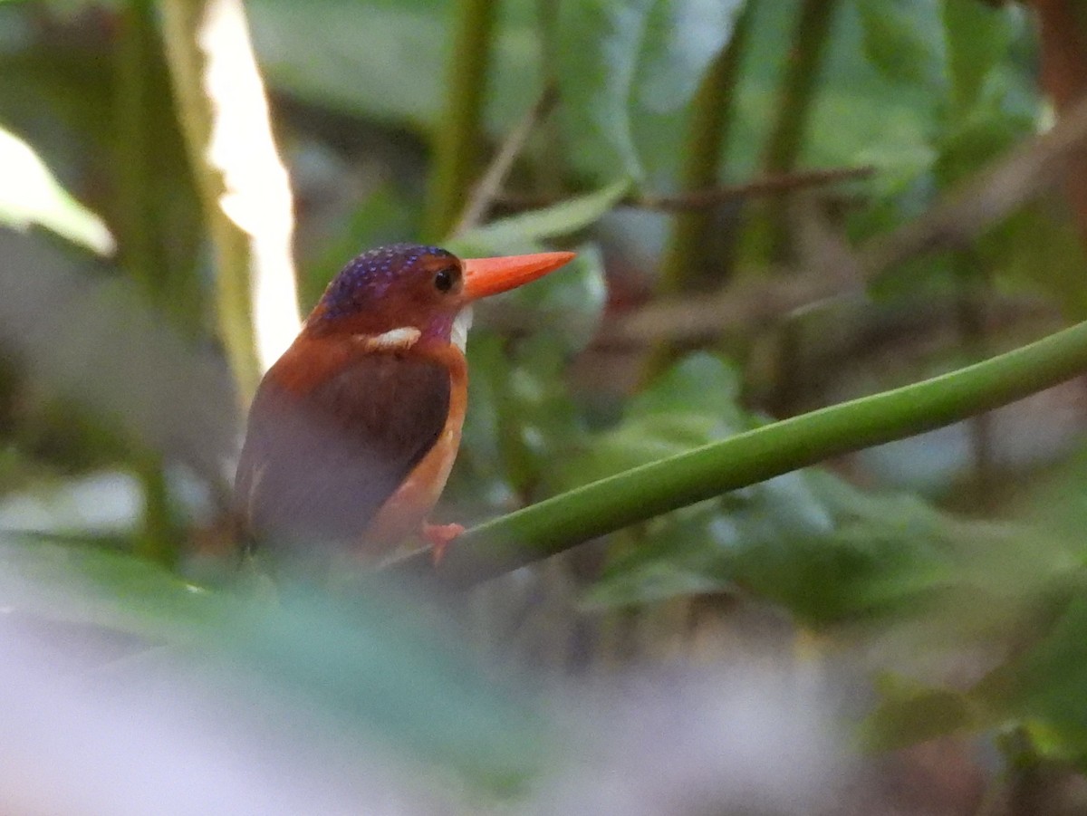 Sulawesi Dwarf-Kingfisher - ML642096566