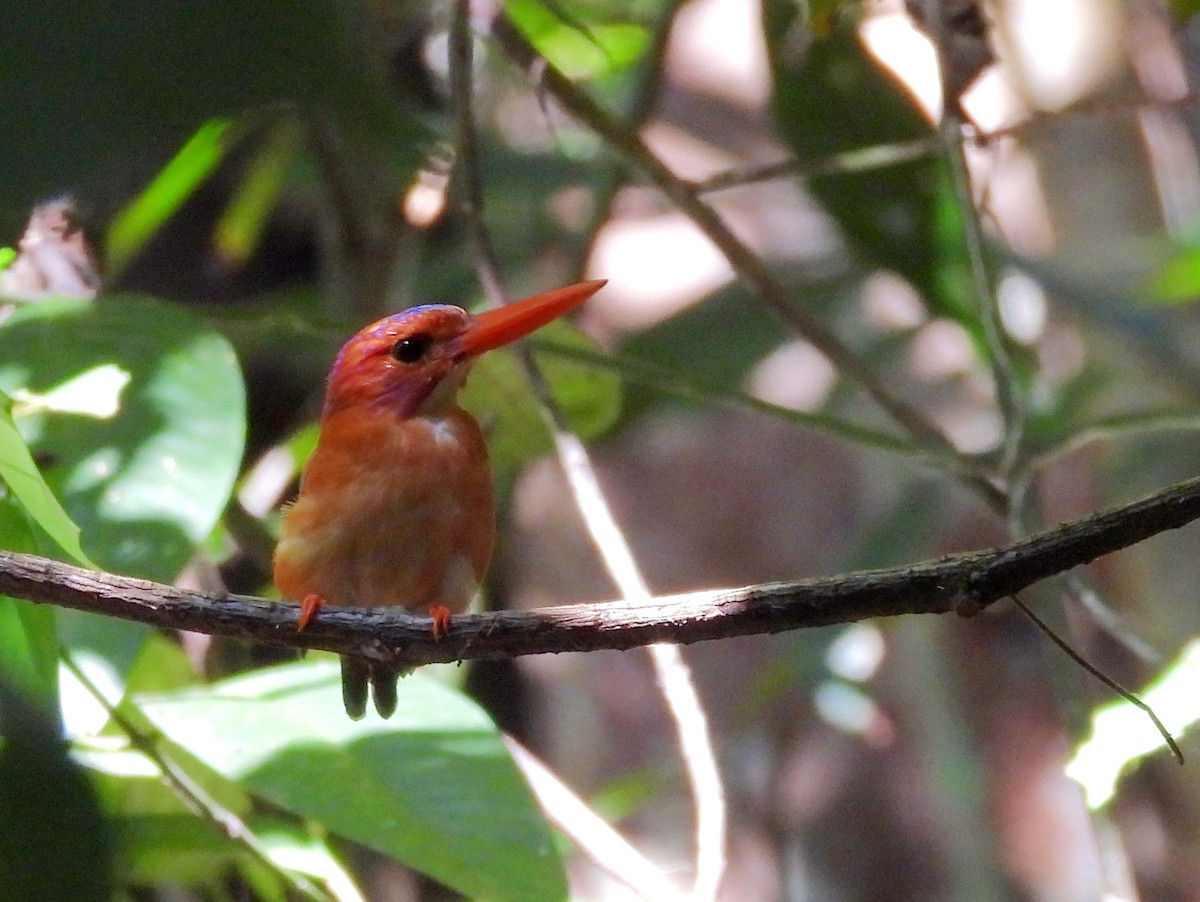 Sulawesi Dwarf-Kingfisher - ML642096567