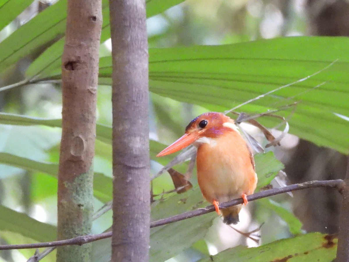 Sulawesi Dwarf-Kingfisher - ML642096569