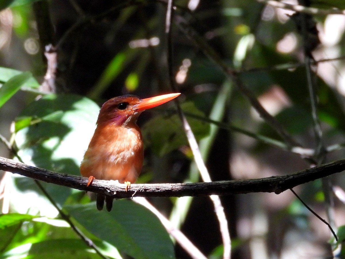 Sulawesi Dwarf-Kingfisher - ML642096571