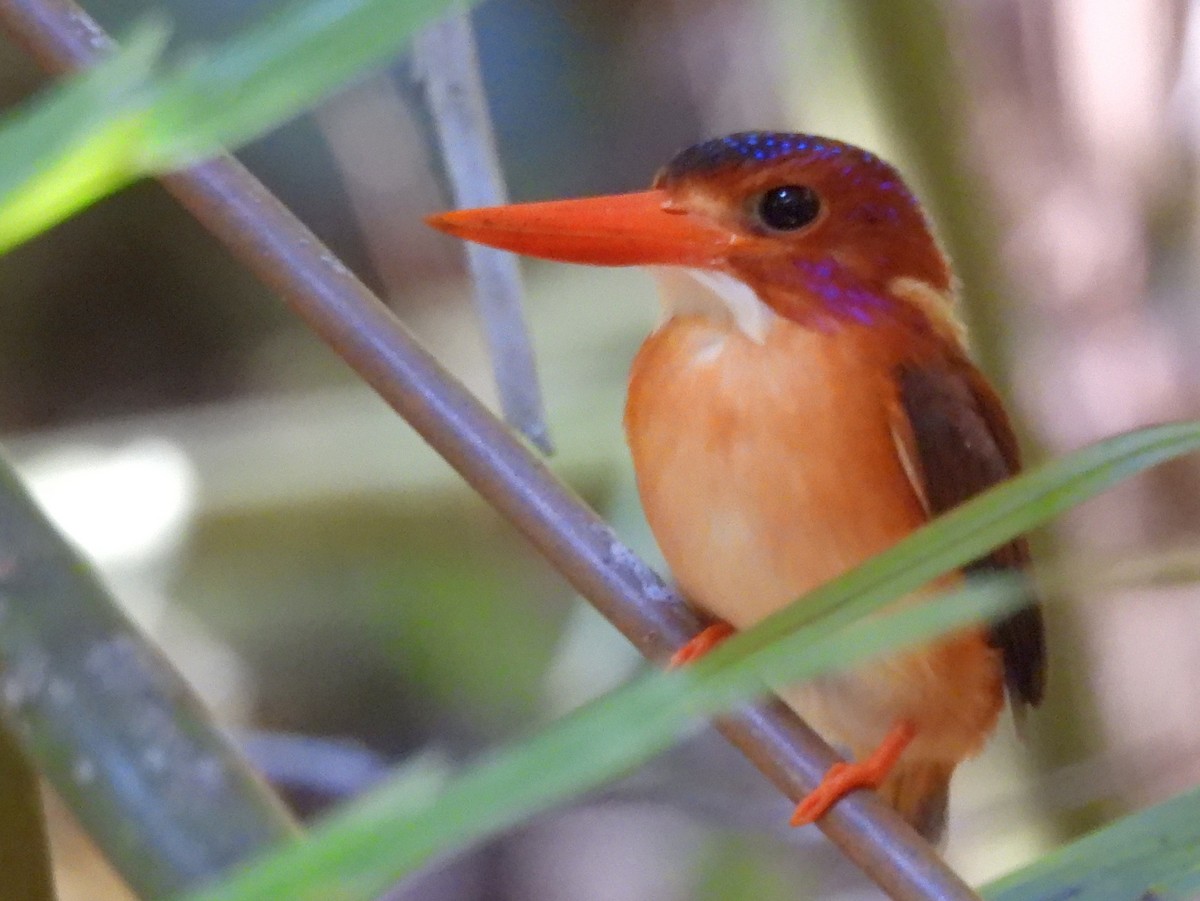 Sulawesi Dwarf-Kingfisher - ML642096572