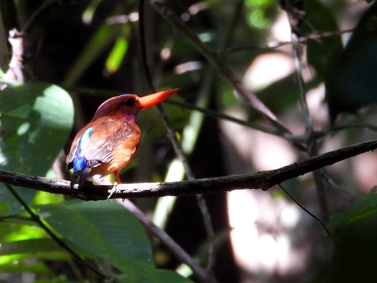 Sulawesi Dwarf-Kingfisher - ML642096573