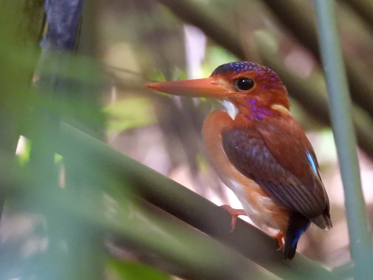Sulawesi Dwarf-Kingfisher - ML642096574