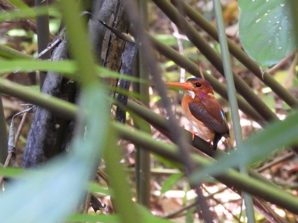 Sulawesi Dwarf-Kingfisher - ML642096575