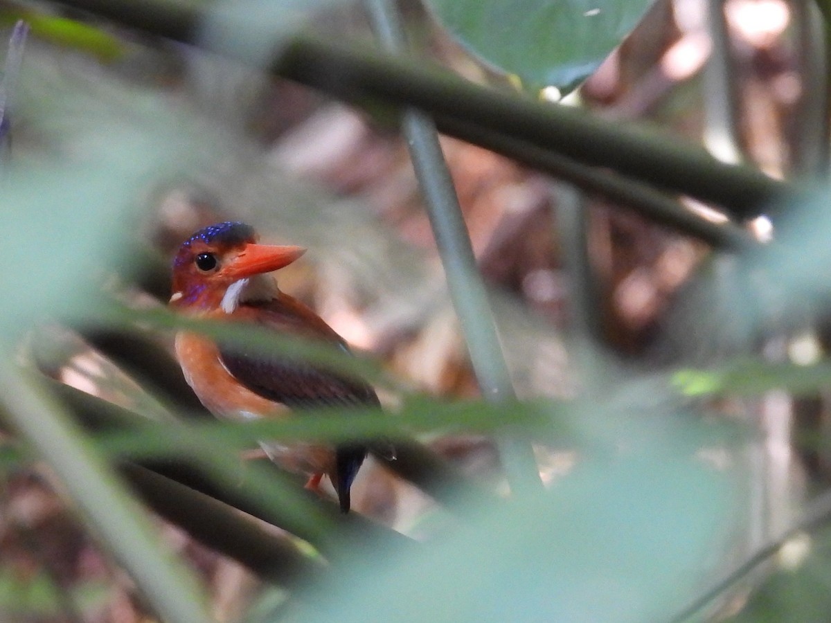 Sulawesi Dwarf-Kingfisher - ML642096576