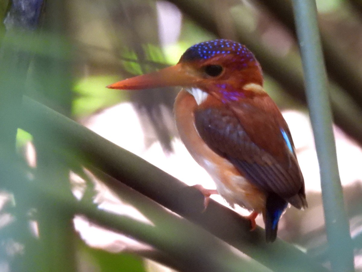 Sulawesi Dwarf-Kingfisher - ML642096577