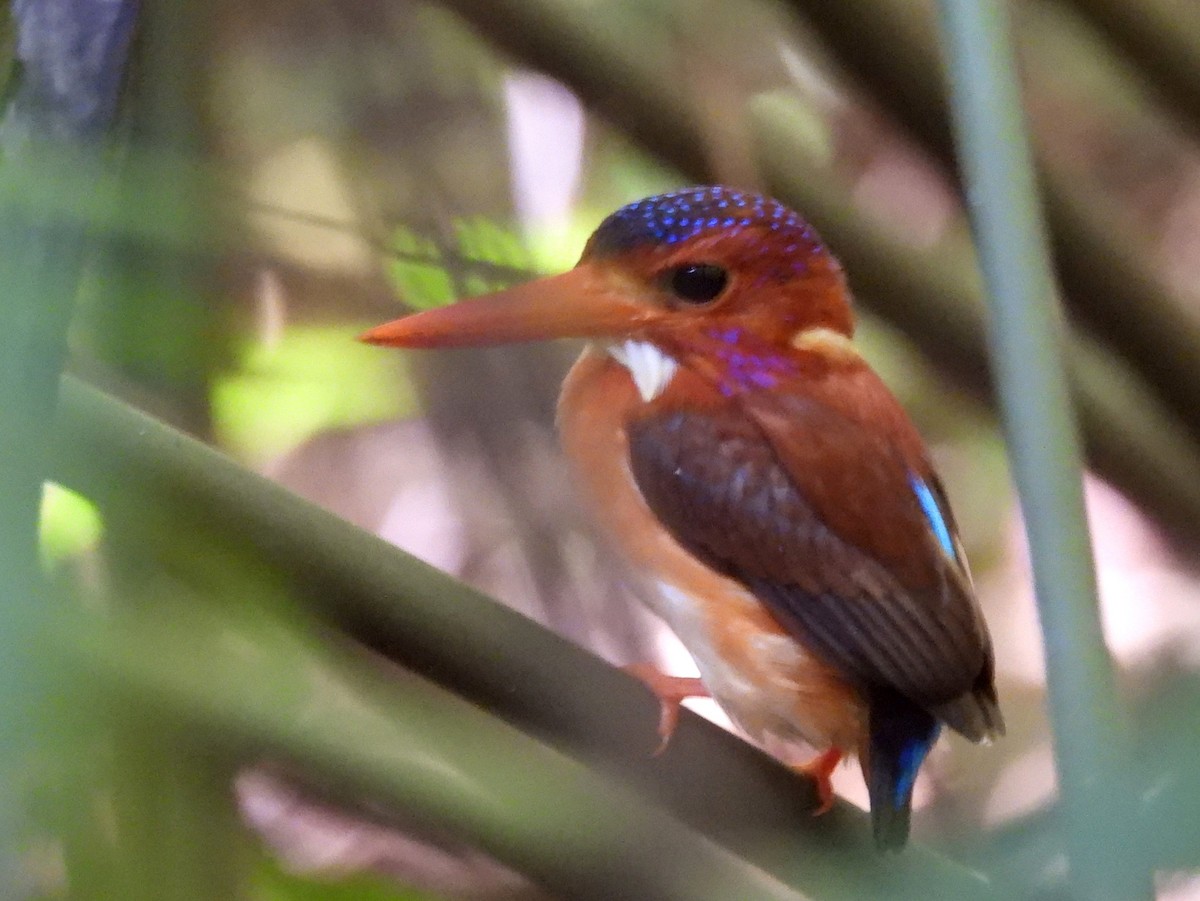 Sulawesi Dwarf-Kingfisher - ML642096578