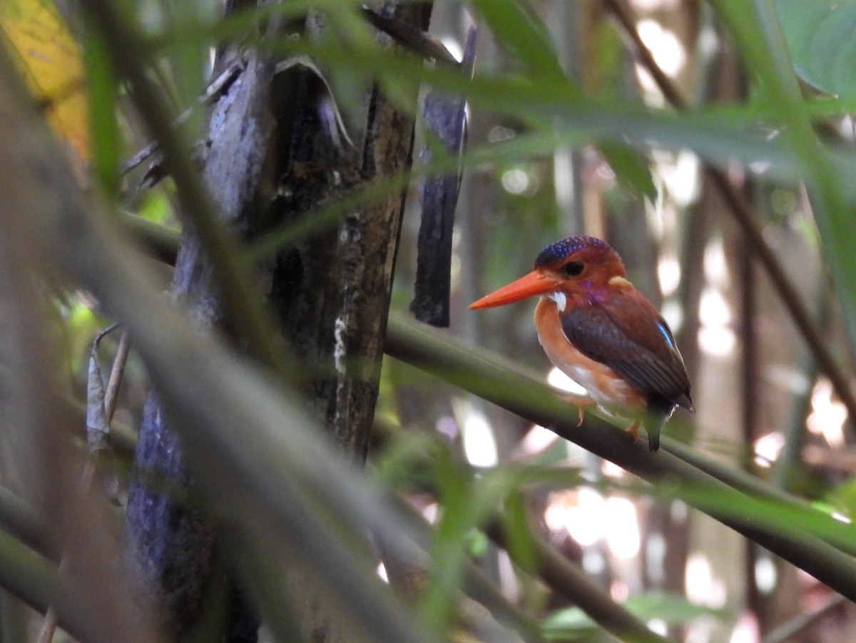 Sulawesi Dwarf-Kingfisher - ML642096579