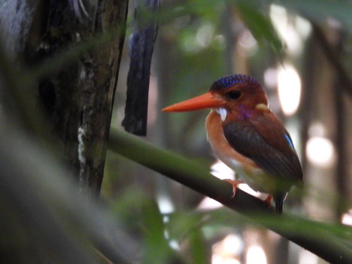 Sulawesi Dwarf-Kingfisher - ML642096580