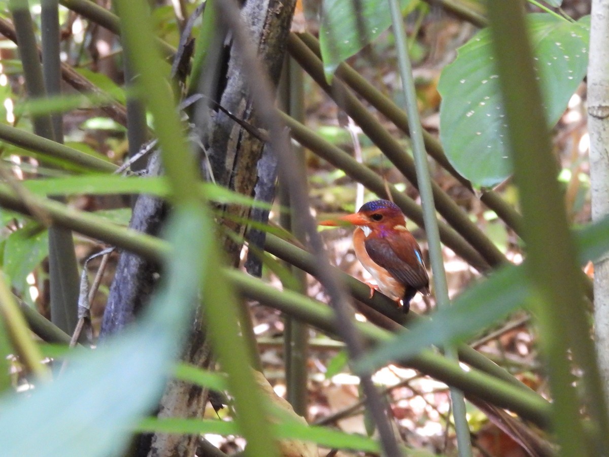 Sulawesi Dwarf-Kingfisher - ML642096581