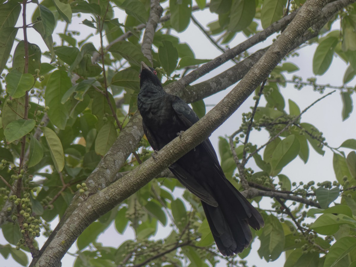 Asian Koel - ML642096626