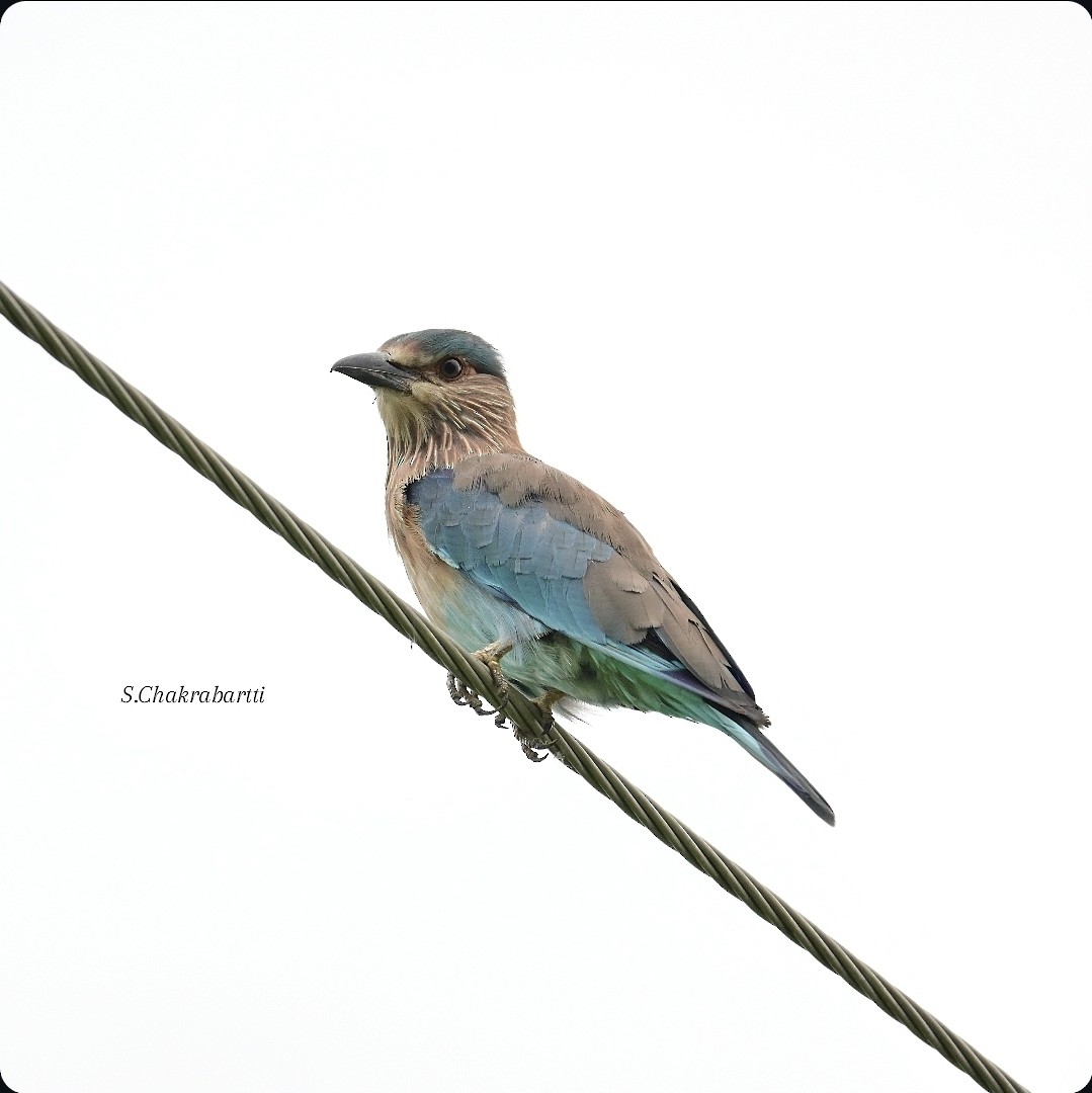 Bengalenracke - ML642096628
