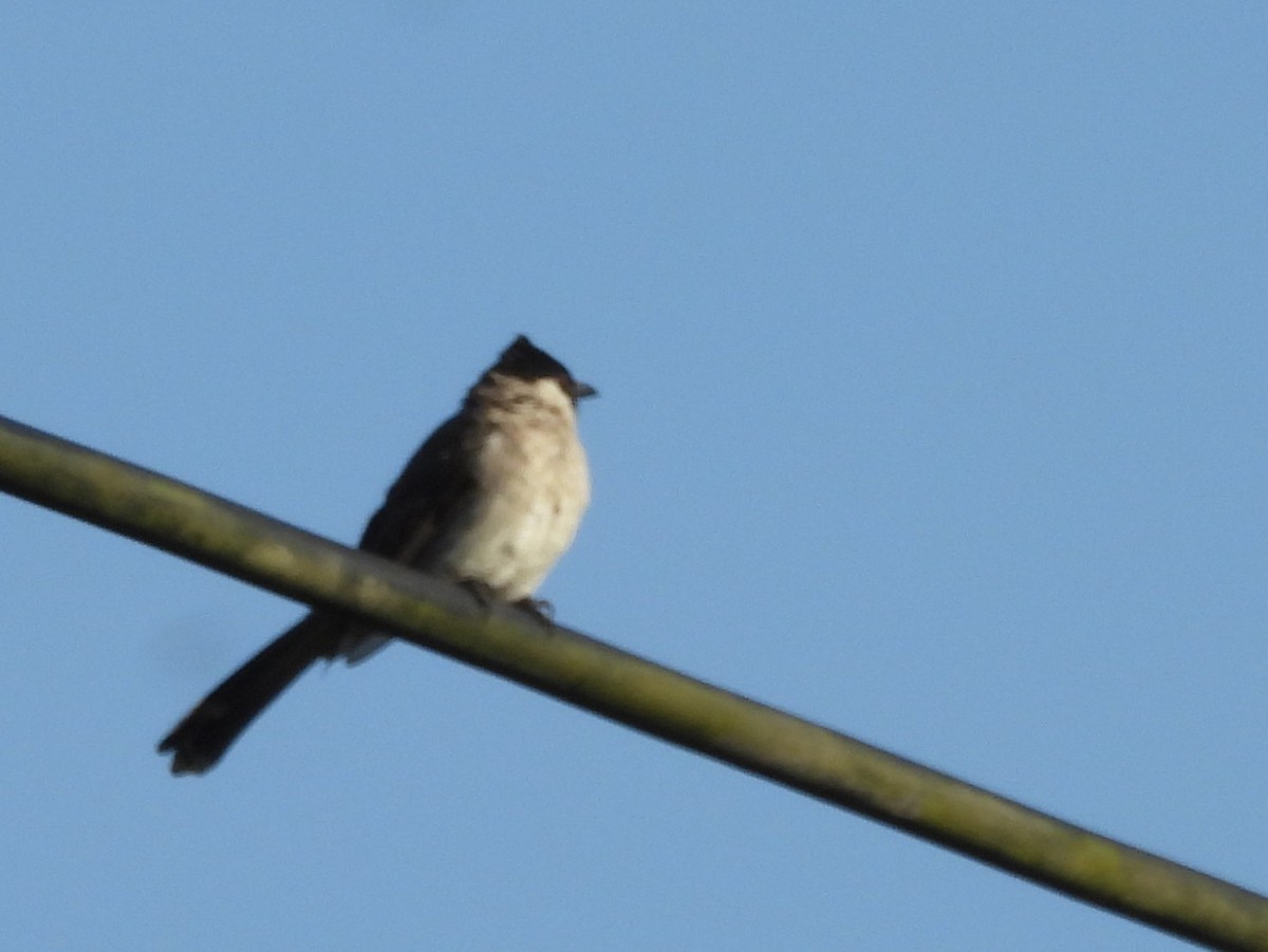 Sooty-headed Bulbul - ML642096630
