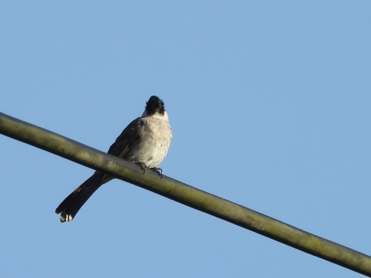 Sooty-headed Bulbul - ML642096631